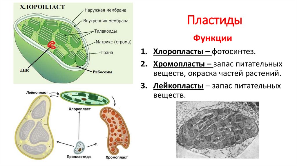 Пластиды функции. Хлоропласты хромопласты лейкопласты таблица. Лейкопласты строение. Лейкопласты растений функции. Лейкопласты строение и функции.