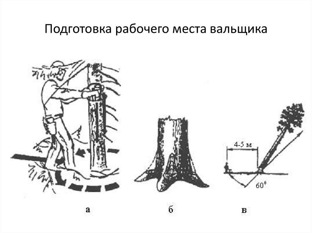 Валки деревьев. Подготовка рабочего места вальщика. Подготовка рабочего места к валке дерева. Организация рабочего места вальщика леса. Стойка для Валки деревьев.