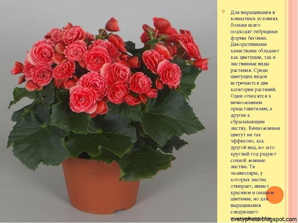 Бегония Домашняя Фото И Название