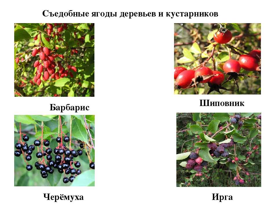 Ягодой является плод. Съедобные ягоды. Кустарники со съедобными плодами. Ягодные деревья и кустарники. Съедобные садовые ягоды.