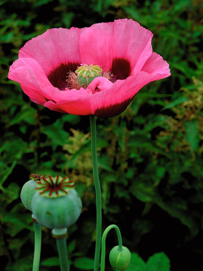 Мак снотворный фото как выглядит. Мак снотворный. Мак Papaver somniferum. Мак снотворный – Papaver somniferum l.. Мак самосейка опиум.