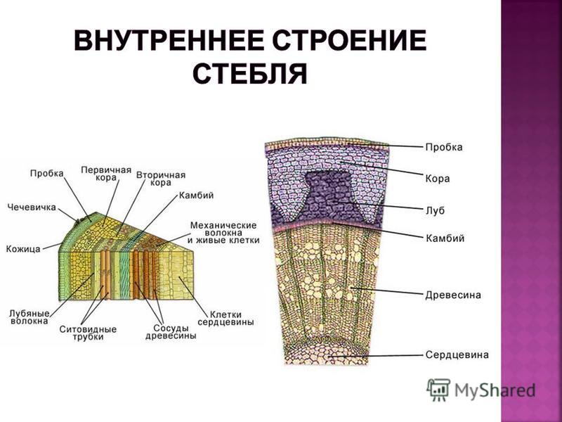 Функция сердцевины многолетнего растения. Строение стебля липы поперечный срез. Поперечное сечение стебля растения.