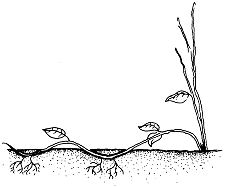 Figure 3. Compound (serpentine) layering