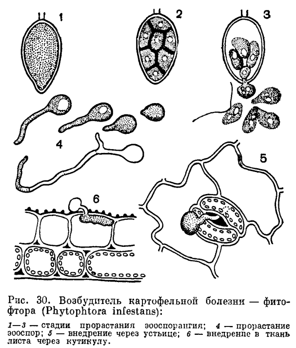 Род Фитофтора (Phytophthora)