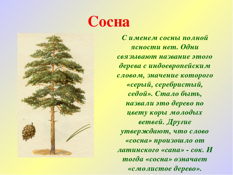 Значение слова дерево. Описание дерева. Описание деревьев для детей. Сведения о сосне. Рассказ о дереве.