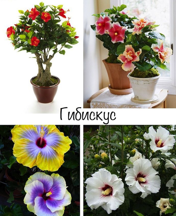 Комнатные цветы каталог с фотографиями и названиями лиственные цветущие