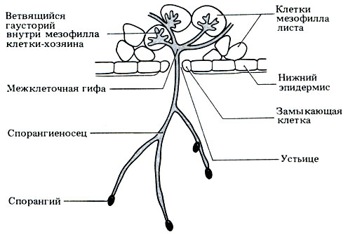 Фитофтора гриб рисунок