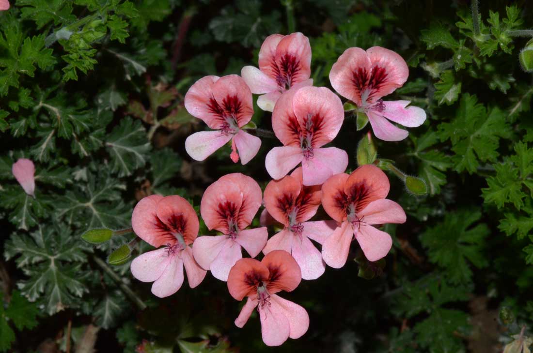 Пеларгония ангел описание. Пеларгония ангел 'Angeles bicolor'. Пеларгония ангел оранж. Пеларгония Angel ANGELEYES Orange. Пеларгония Angel Eyes bicolor.