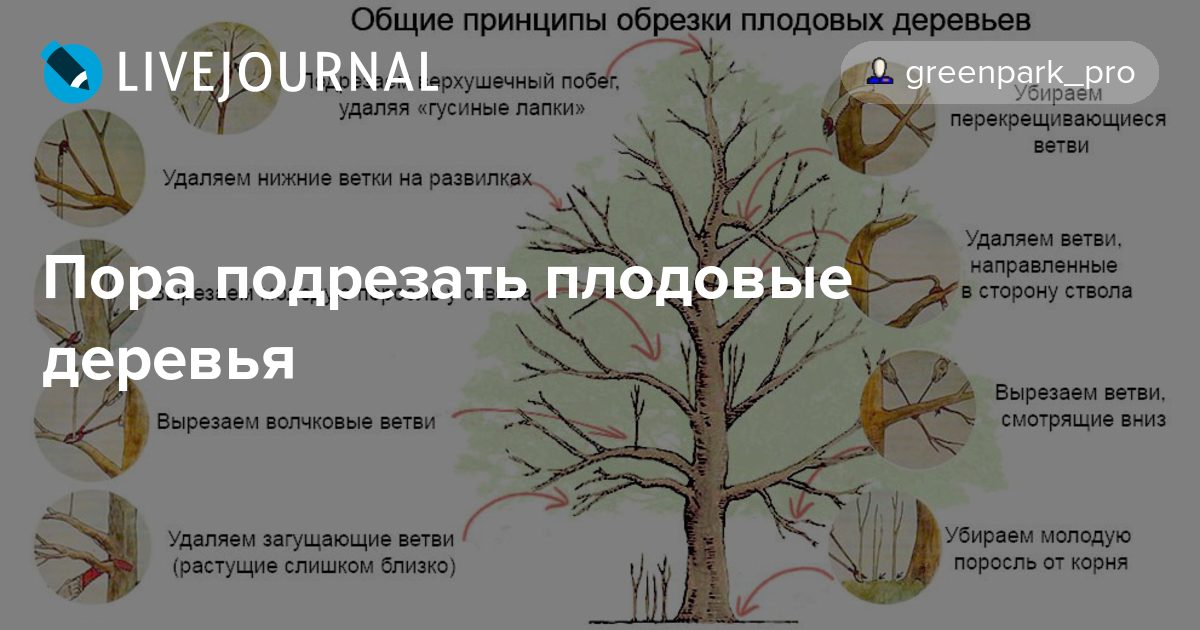 Удаленные ветки. Общие принципы обрезки плодовых деревьев. Принципы обрезки плодовых деревьев схема. Время проведения обрезки плодовых деревьев. Общие принципы обрезки деревьев.