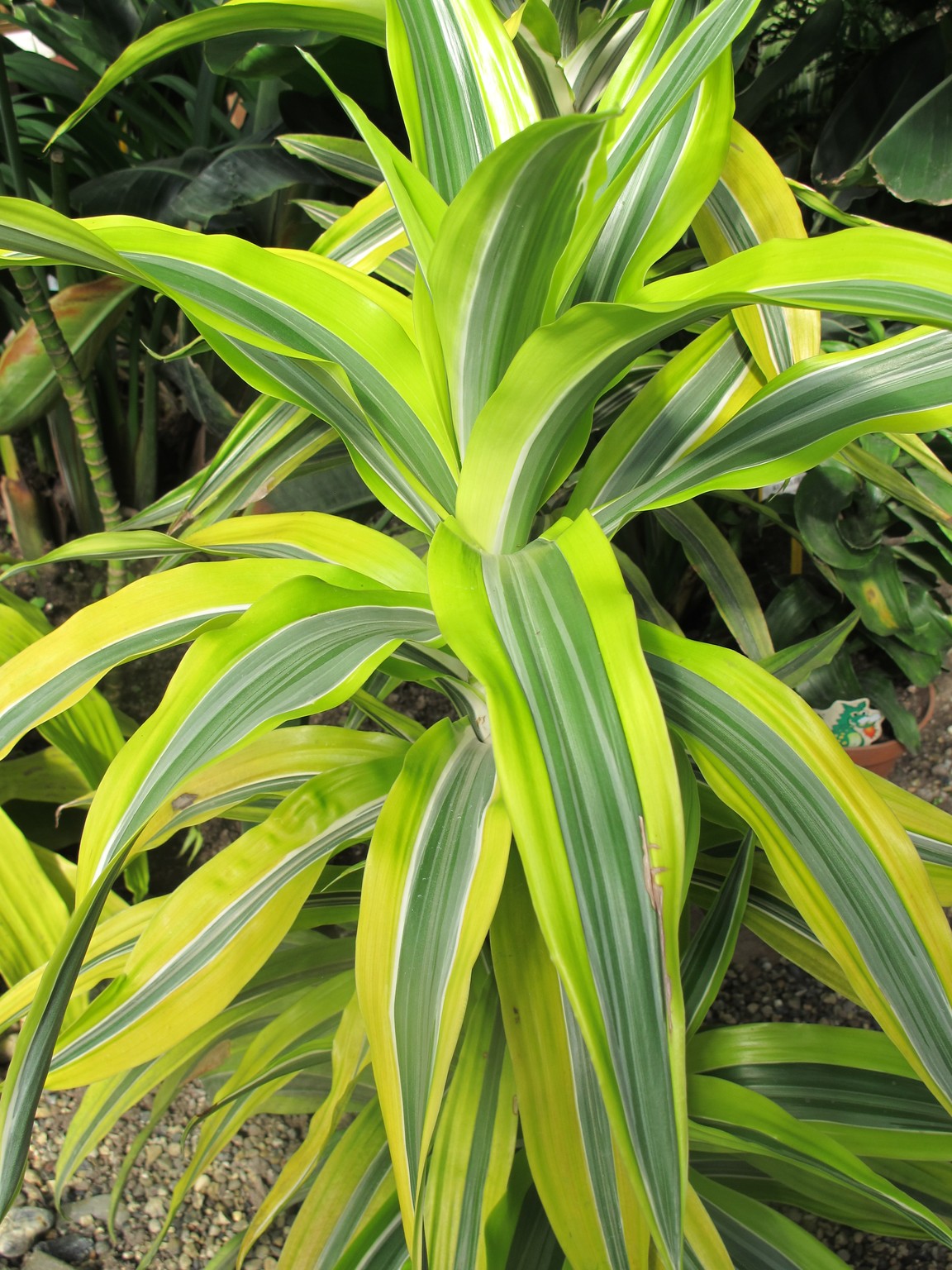 Драцена виды. Драцена душистая (Dracaena fragrans). Драцена деремская окаймленная. Драцена Вариегатус. Королевская Драцена.