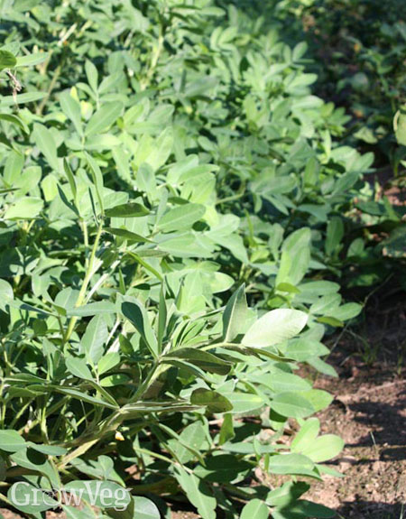 Peanut plants growing in the garden